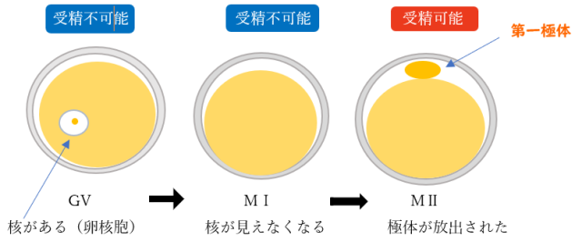 【基礎内容】受精機構について | メディカルパークみなとみらい(旧:メディカルパーク横浜)